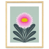 Chrysanthemum - turquoise and pink thumbnail