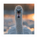 Close Up Portrait Of A Majestic Swan (Print Only) thumbnail