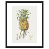 Pineapple (Hand Drawn Botanical Illustration) thumbnail