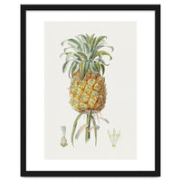 Pineapple (Hand Drawn Botanical Illustration)