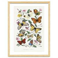 Paul Gervais – Butterfly and Moth Natural History Illustration (1842)