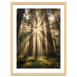 Ethereal Redwood Sanctuary: Sunbeams in the Ancient Forest thumbnail