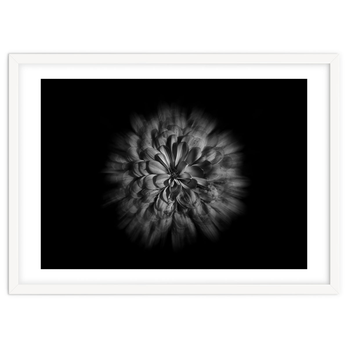 Backyard Flowers In Black And White No 48 Flow Version