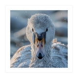 Close Up Of A Swan In Frost Winter Bird Close Up (Print Only) thumbnail
