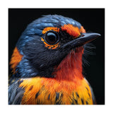 Vibrant Bird With Orange And Blue Plumage (Print Only) thumbnail