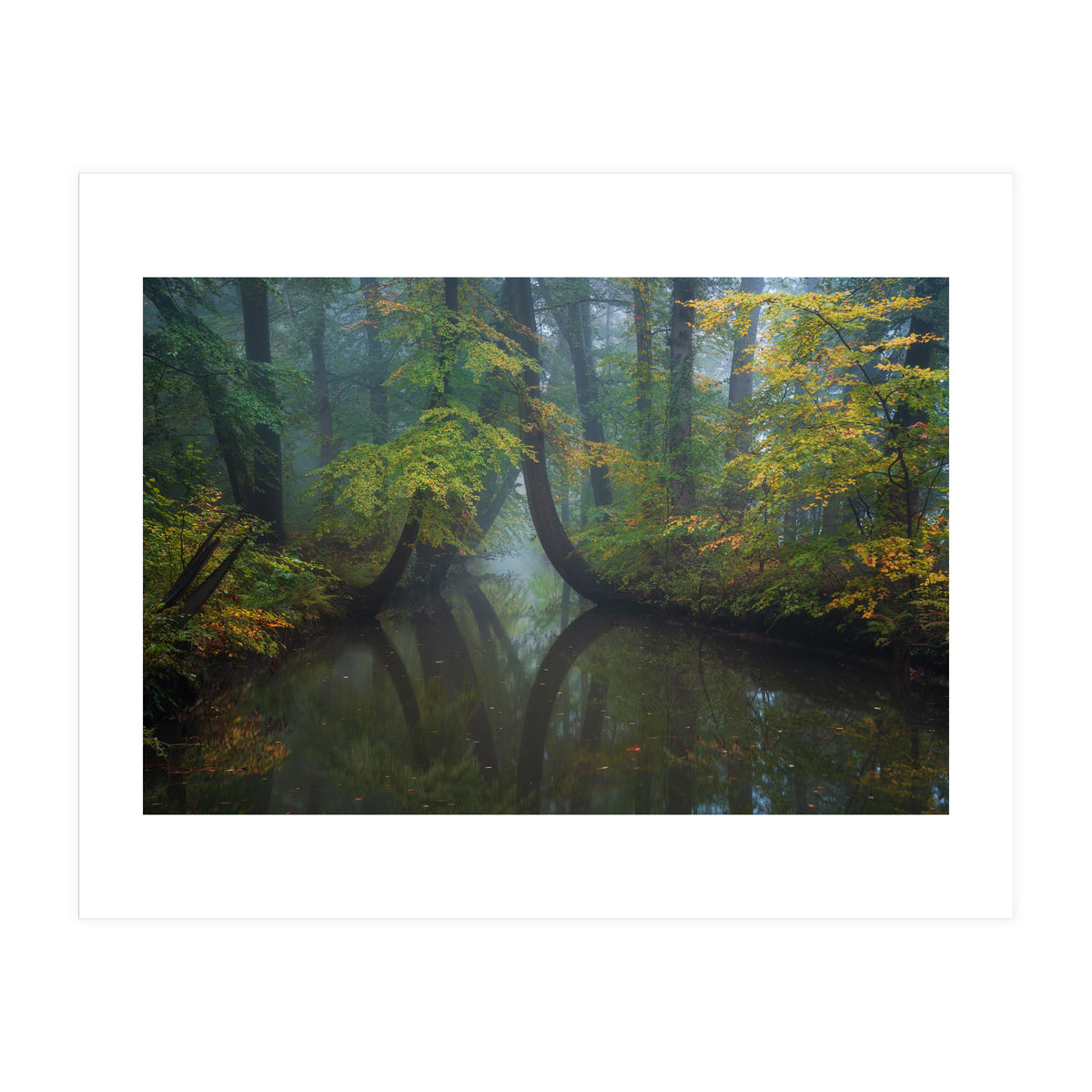 The bent trees (Print Only)