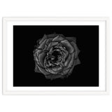 Backyard Flowers In Black And White No 110 thumbnail