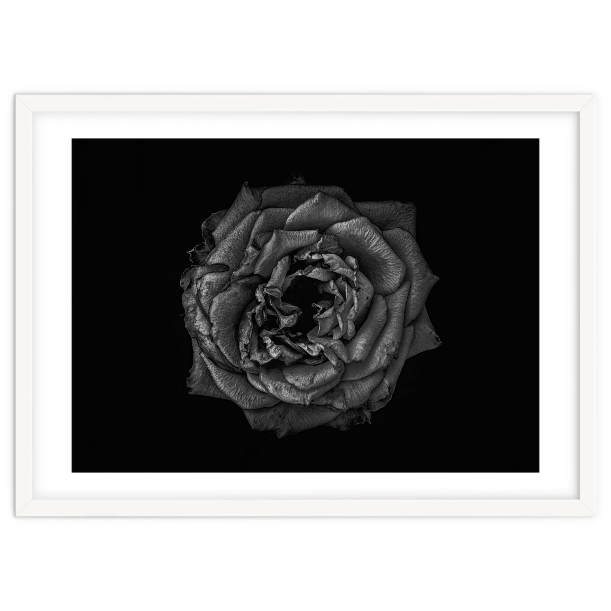 Backyard Flowers In Black And White No 110