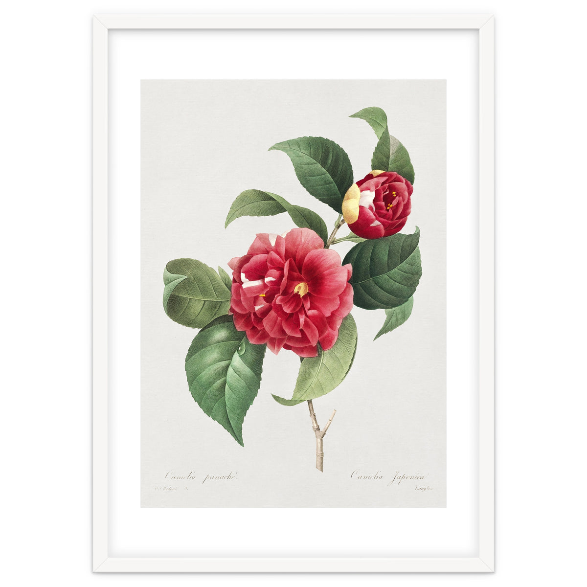 Pierre-Joseph Redouté – Finest Flowers and Fruits (1833)