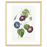 Pierre-Joseph Redouté & Henry Joseph Redouté – Star-Glory Morning-Glory (1827) thumbnail
