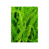 Green Ferns (Print Only) thumbnail