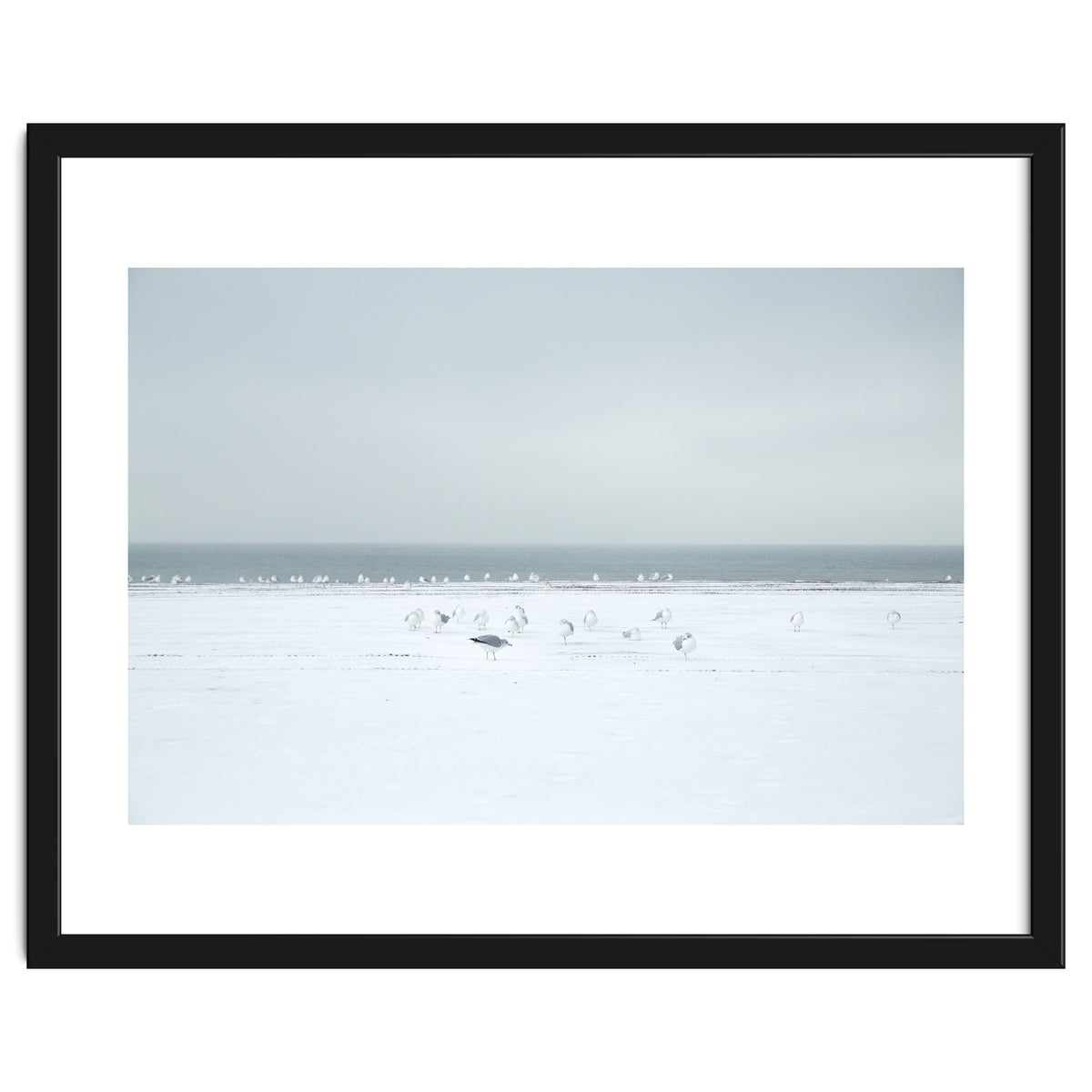 Seagulls in the Snow beach
