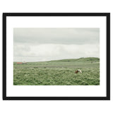 Horses in the middle of the green field - Iceland thumbnail