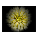 Backyard Flowers No 86 Color Flow Version (Print Only) thumbnail