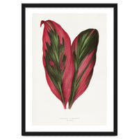 Alexander Francis Lydon & Benjamin Fawsett – Pink Dracaena Terminalis Leaf (1865)