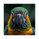 Blue And Gold Macaw Face Focused Portrait (Print Only) thumbnail