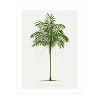 Oswald de Kerchove de Denterghem – Vintage Palm Tree Illustration (1878) (Print Only)