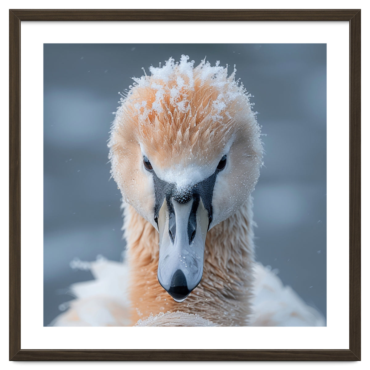 Majestic Swan Covered In Frost And Snow