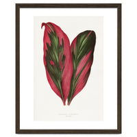 Alexander Francis Lydon & Benjamin Fawsett – Pink Dracaena Terminalis Leaf (1865)