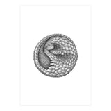 Pangolin no. 2 (Print Only) thumbnail
