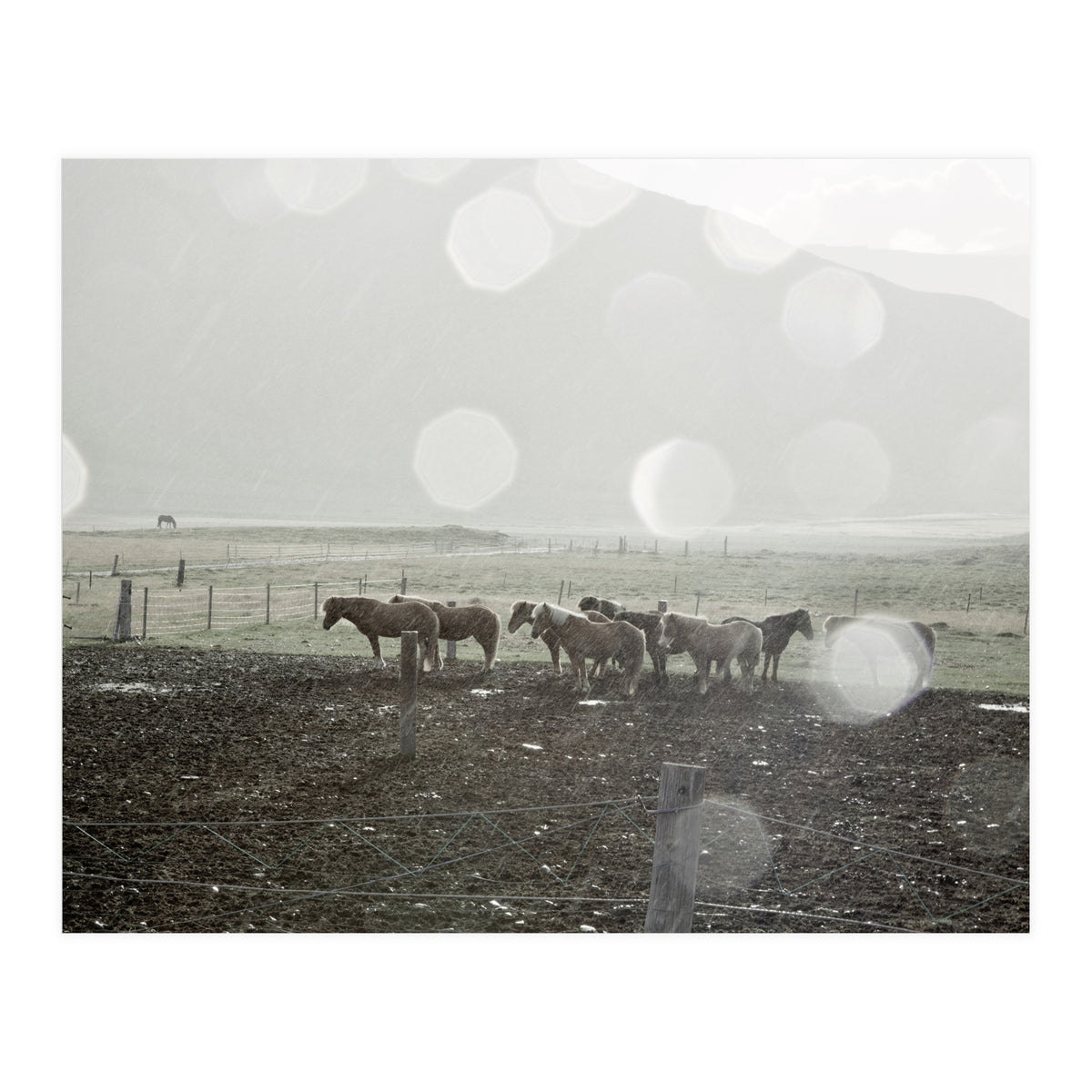 Horses under the sun shower - Iceland (Print Only)
