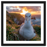 Albatross Bird On Grassy Cliff At Sunset thumbnail