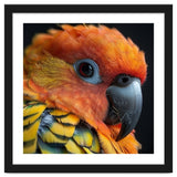 Close Up Of A Sun Conure Parrot's Head thumbnail
