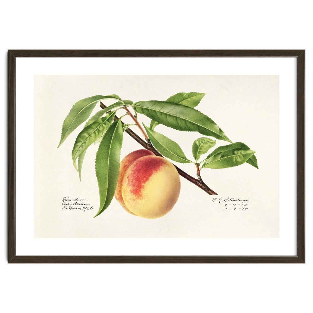 Royal Charles Steadman – Peach Twig (Prunus persica) (1918)