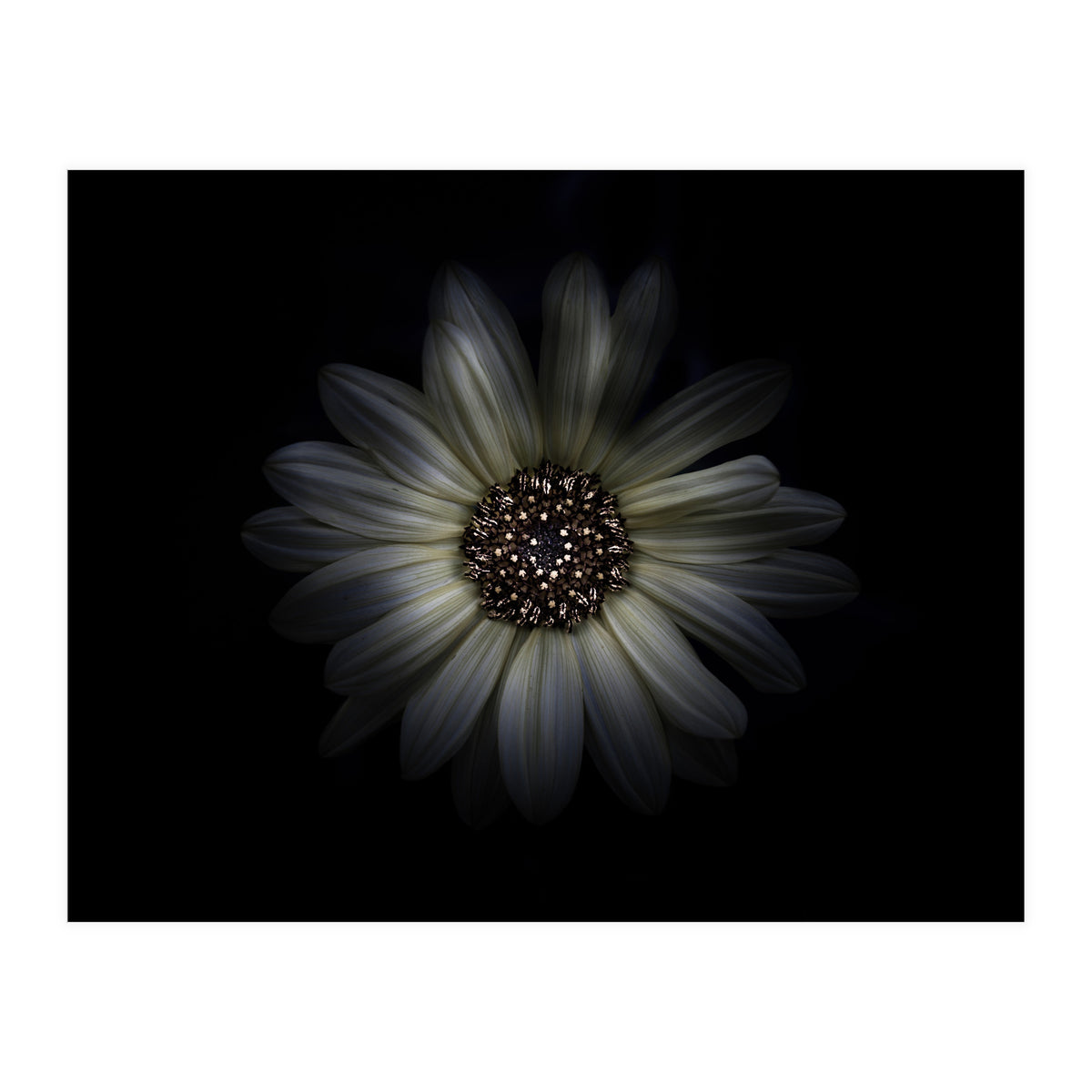 Backyard Flowers No 27 Color Version (Print Only)