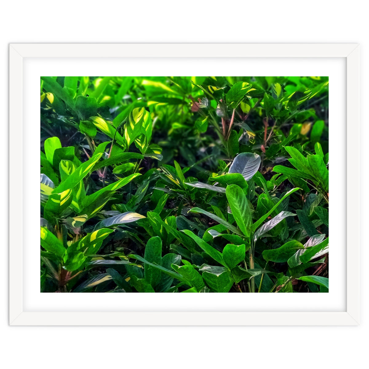 Green House Plant Leaves