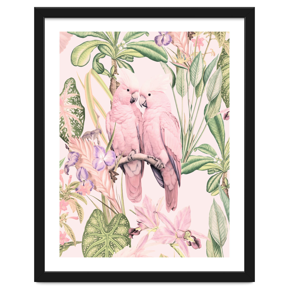 Pink Cockatoos in Love