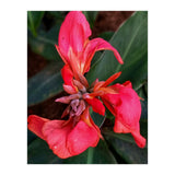 Red Indian Shot Flower (Print Only) thumbnail