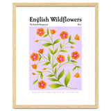 English Wildflowers | Scarlet Pimpernel thumbnail