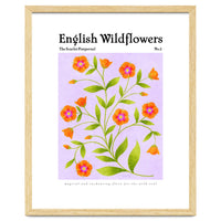 English Wildflowers | Scarlet Pimpernel