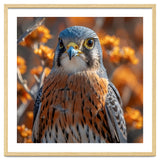 Close Up Of A Kestrel Bird Of Prey thumbnail