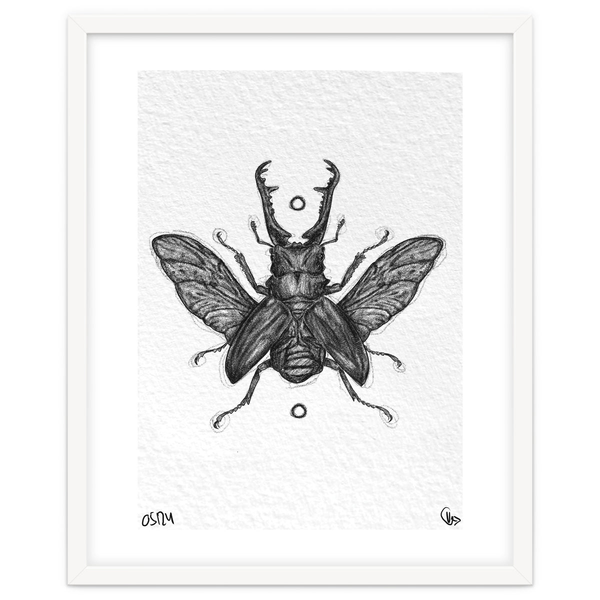 Giraffen Hirschkäfer