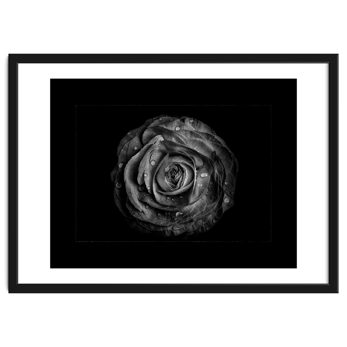 Backyard Flowers In Black And White No 72 with Border
