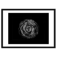 Backyard Flowers In Black And White No 72 with Border