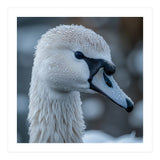 Close Up Of A Swan Head Covered In Water Droplets (Print Only) thumbnail