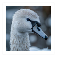 Close Up Of A Swan Head Covered In Water Droplets (Print Only)