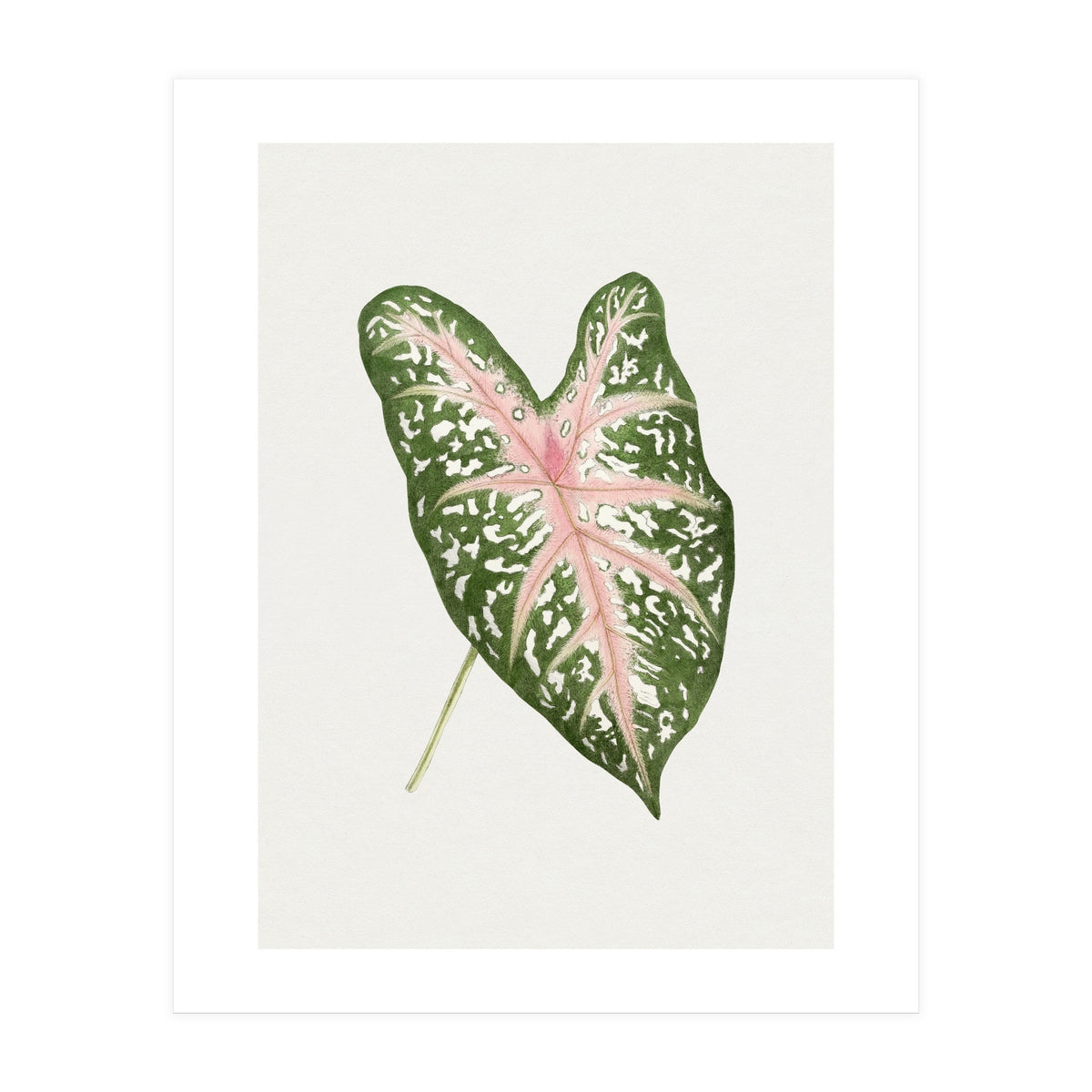 Caladium ‘Carolyn Whorton’ Leaf (Hand Drawn Illustration) (Print Only)