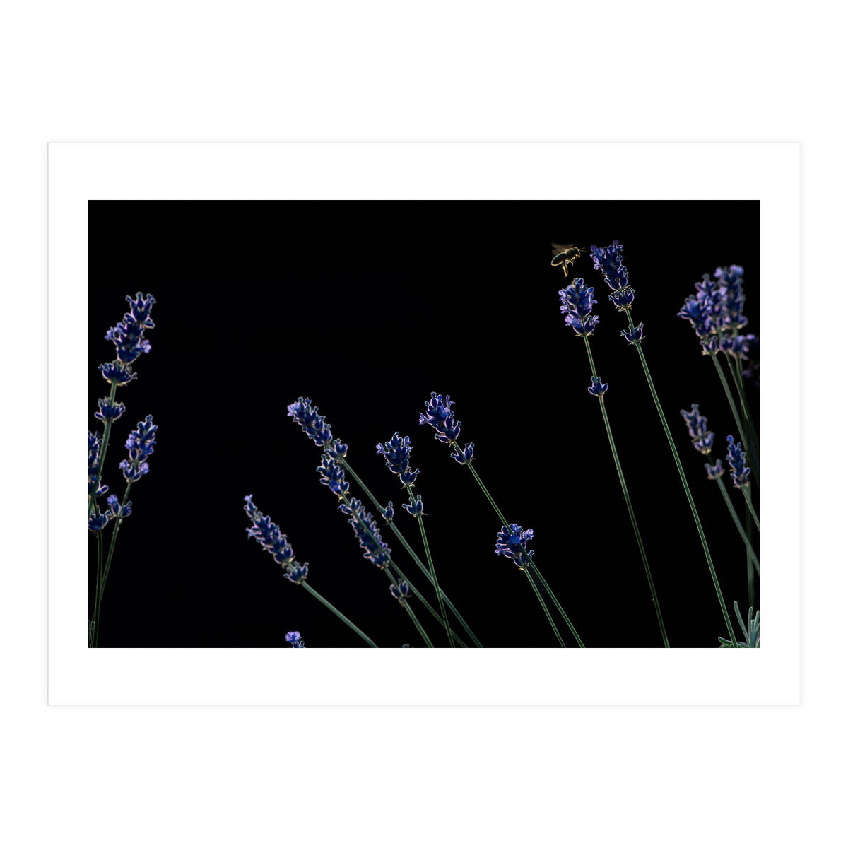 Honeybee and lavender (Print Only)