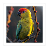 Close Up Of A Colorful Jenday Conure  (Print Only) thumbnail