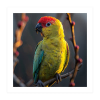 Close Up Of A Colorful Jenday Conure  (Print Only)