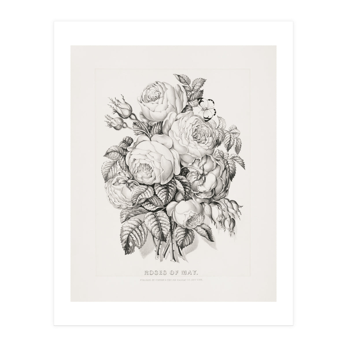 Currier & Ives – Rose of May (1870) (Print Only)