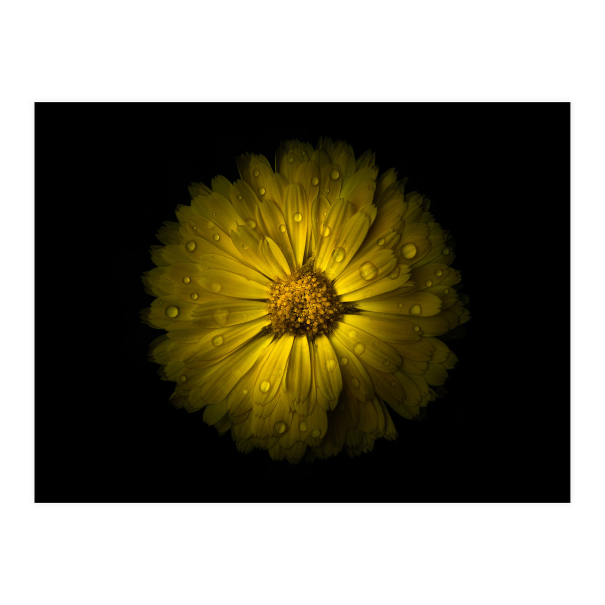 Backyard Flowers No 10 Color Version (Print Only)