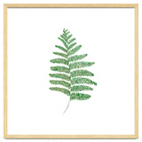 Fern thumbnail
