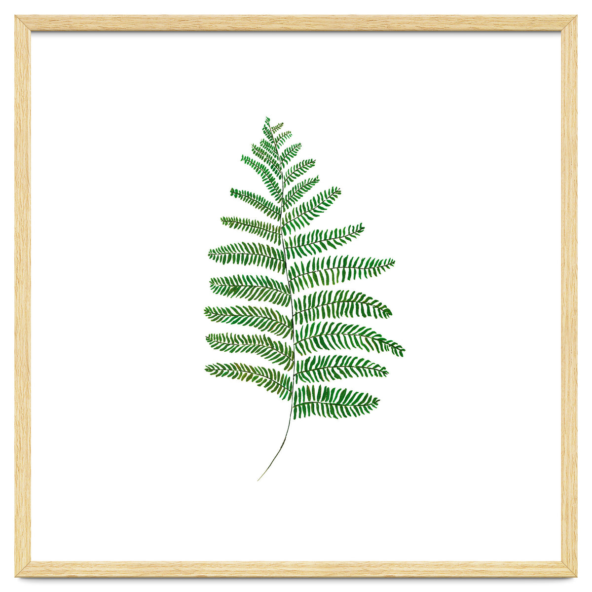 Fern