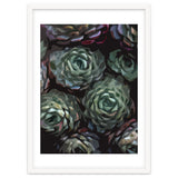 Succulent Plant Ii thumbnail