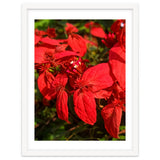 Red Quisqualls Plant Flowers thumbnail